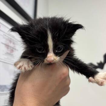 Allen -  Domestic Long Hair Cat for Adoption in Tampa, Florida - Allen | PetCurious