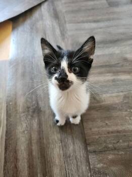 Domestic Short Hair Cats Available for Adoption in Lafayette, Colorado - Rocky | PetCurious