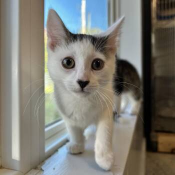 Janus -  Domestic Short Hair Cat for Adoption in North Haven, Connecticut - Janus | PetCurious