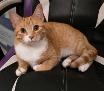 Mama & Princess -  Domestic Short Hair Cat for Adoption in Tampa, Florida - Mama & Princess | PetCurious