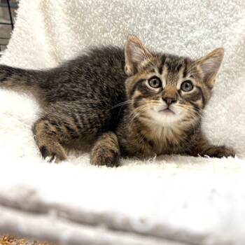 Cody -  Domestic Short Hair Cat for Adoption in Blackfoot, Idaho - Cody | PetCurious