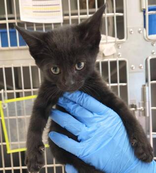 Vega -  Domestic Short Hair Cat for Adoption in Plover, Wisconsin - Vega | PetCurious