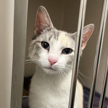Domestic Short Hair Cats Available for Adoption in Harrisonburg, Virginia - Artic Fox | PetCurious