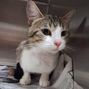 Bobby -  Domestic Short Hair Cat for Adoption in Pauls Valley, Oklahoma - Bobby | PetCurious