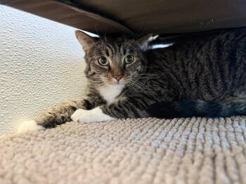 Domestic Short Hair and Tabby Cats Available for Adoption in Eagle, Colorado - Biscuit | PetCurious