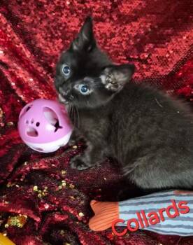 Collards -  Domestic Short Hair Cat for Adoption in Conway, South Carolina - Collards | PetCurious