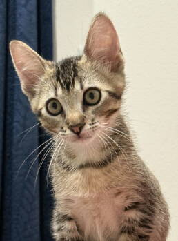 Rescue Domestic Short Hair Cats for Adoption in Ventura, California - Hawk | PetCurious