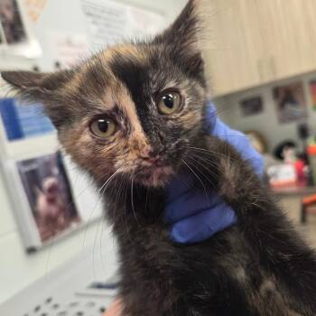 Provino -  Domestic Short Hair Cat for Adoption in Chattanooga, Tennessee - Provino | PetCurious