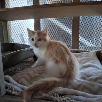 Domestic Long Hair Cats Available for Adoption - Rosalie May | PetCurious