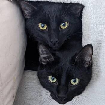 Domestic Short Hair Cats Available for Adoption - Midnight | PetCurious