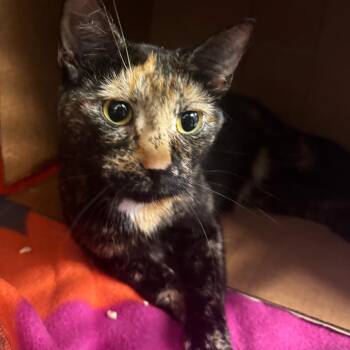 Tessa -  Domestic Short Hair Cat for Adoption in Wheeling, Illinois - Tessa | PetCurious
