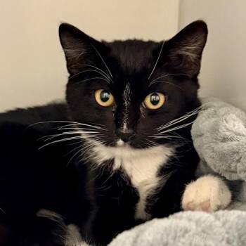 Audrey -  Domestic Short Hair Cat for Adoption in Walnut Creek, California - Audrey | PetCurious