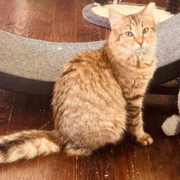 Domestic Long Hair Cats Available for Adoption in Waco, Texas - Chewbacca | PetCurious