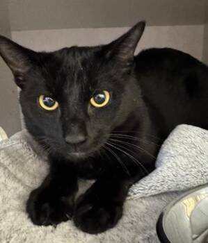 Domestic Short Hair Cats Available for Adoption - Meme | PetCurious