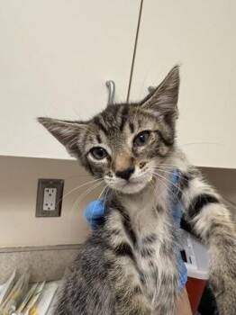 Orion -  Domestic Short Hair Cat for Adoption in Palm Coast, Florida - Orion | PetCurious