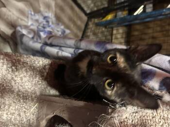 Spice -  Torbie Cat for Adoption in Marlette, Michigan - Spice | PetCurious