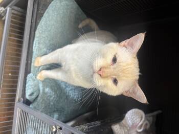 Siamese Cats Available for Adoption in Council Bluffs, Iowa - Snowball | PetCurious