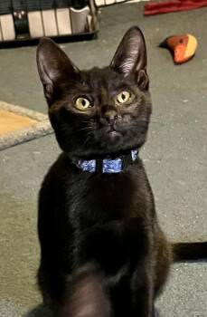 Chestnut (BONDED PAIR) -  Domestic Short Hair Cat for Adoption in Bolton, Connecticut - Chestnut (BONDED PAIR) | PetCurious