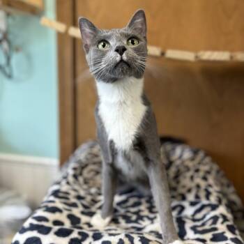 Domestic Short Hair Cats Available for Adoption in Fargo, North Dakota - Tipsy Roll | PetCurious