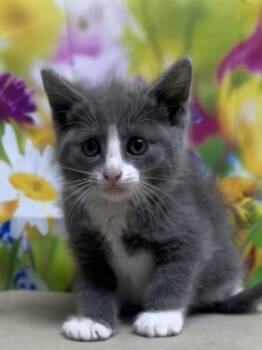 Domestic Short Hair Cats Available for Adoption in San Antonio, Texas - Ariana | PetCurious