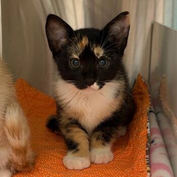 Lizzy -  Domestic Short Hair Cat for Adoption in Goleta, California - Lizzy | PetCurious