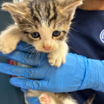 Professor Pancake -  Domestic Short Hair Cat for Adoption in Newark, New Jersey - Professor Pancake | PetCurious