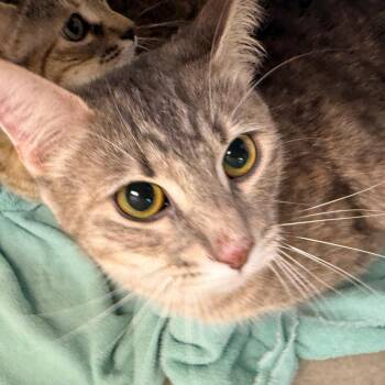 Maddie -  Domestic Short Hair Cat for Adoption in Evansville, Indiana - Maddie | PetCurious