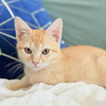 Elowen -  Domestic Short Hair Cat for Adoption in Lewisville, Texas - Elowen | PetCurious