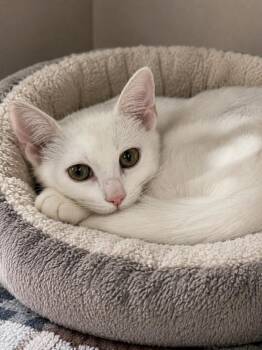 Alaska -  Domestic Short Hair Cat for Adoption in Cottonwood, Arizona - Alaska | PetCurious