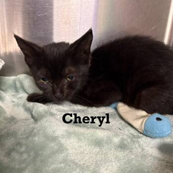 Cheryl -  Domestic Short Hair Cat for Adoption in Parkersburg, West Virginia - Cheryl | PetCurious