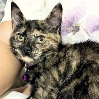 Sable -  Domestic Short Hair Cat for Adoption in Weehawken Township, New Jersey - Sable | PetCurious
