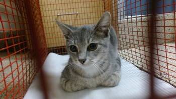 BRUNO -  Domestic Short Hair Cat for Adoption in Doral, Florida - BRUNO | PetCurious