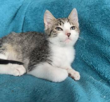 Anguyak (Sakka) -  Domestic Medium Hair Cat for Adoption in Palmer, Alaska - Anguyak (Sakka) | PetCurious