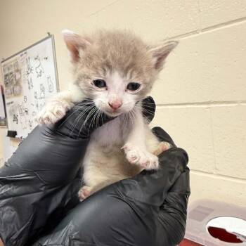Brian -  Domestic Short Hair Cat for Adoption in Reno, Nevada - Brian | PetCurious