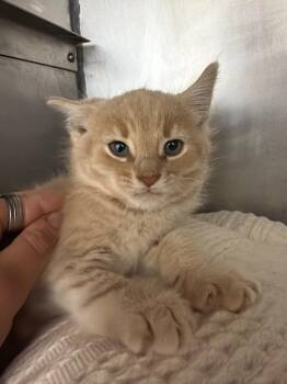 Tumbleweed -  Domestic Short Hair Cat for Adoption in Pomona, New York - Tumbleweed | PetCurious