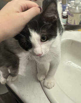 Rescue Domestic Short Hair Cats for Adoption in Grand Junction, Colorado - Cas | PetCurious