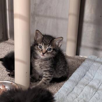 Miso -  Domestic Short Hair Cat for Adoption in Sand Springs, Oklahoma - Miso | PetCurious