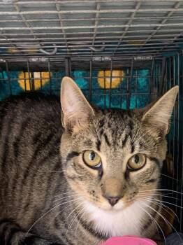 Okra -  Domestic Short Hair Cat Available for Adoption in Fishkill, New York - Okra | PetCurious