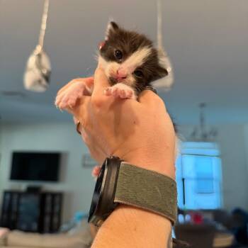 Shrek -  Domestic Short Hair Cat for Adoption in Port Richey, Florida - Shrek | PetCurious