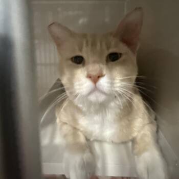 Humphrey -  Domestic Short Hair Cat for Adoption in Las Vegas, Nevada - Humphrey | PetCurious