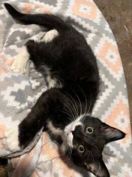 Decker -  Domestic Short Hair Cat for Adoption in St. Peters, Missouri - Decker | PetCurious