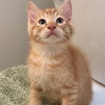 Domestic Short Hair Cats Available for Adoption in League City, Texas - Waffles | PetCurious