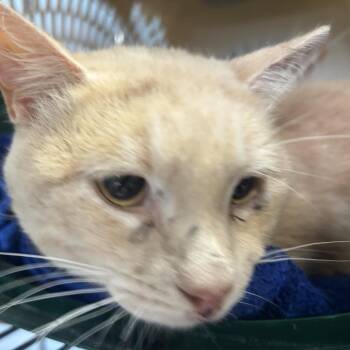 Domestic Short Hair Cats Available for Adoption in Garfield, Arkansas - Radish | PetCurious