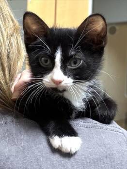 Domestic Short Hair Cats Available for Adoption in Dedham, Massachusetts - ARCHIE | PetCurious