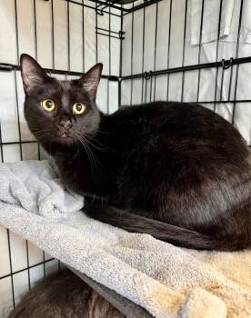 Domestic Short Hair Cats Available for Adoption - Voightlander | PetCurious