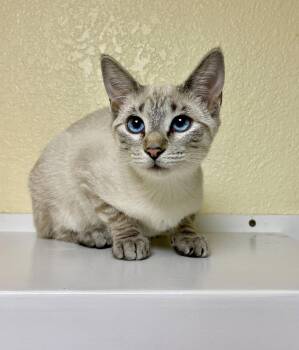 Aneesa -  Domestic Short Hair and Siamese Cat for Adoption in Fargo, North Dakota - Aneesa | PetCurious