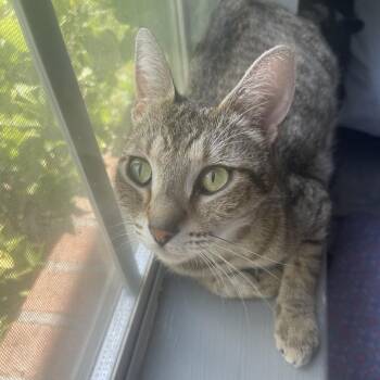 Domestic Short Hair Cats Available for Adoption - Mama Crunch | PetCurious