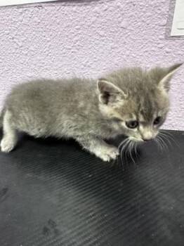Domestic Medium Hair Cats Available for Adoption - 60740935 | PetCurious