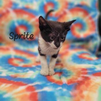 Sprite -  Domestic Short Hair Cat for Adoption in Parkersburg, West Virginia - Sprite | PetCurious