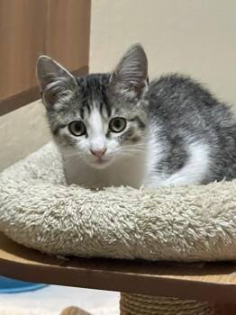 Rescue American Shorthair and Domestic Short Hair Cats for Adoption in Richardson, Texas - Charlotte | PetCurious